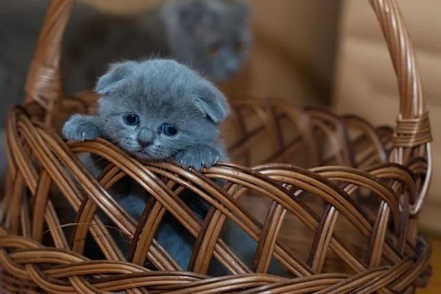 Cat in a basket