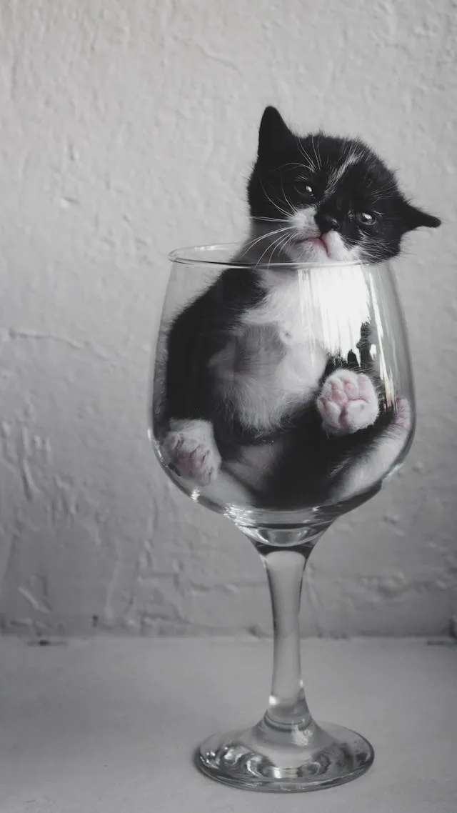 Kitten in a glass