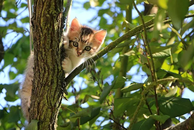 Cat on a tree